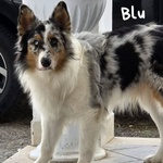 🐶 Australian Shepherd maschio di 10 mesi in adozione a Latina (LT) e in tutta Italia da associazione animali