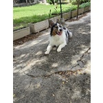 Blu - Australian Sheperd 11 mesi Cerca Casa!! - Foto n. 3
