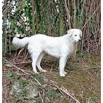 🐶 Altra Razza femmina in adozione a Milano (MI) e in tutta Italia da privato