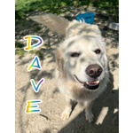 Dave 3anni Buono e Mite - Foto n. 4