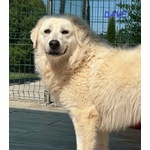 Dave 3anni Buono e Mite - Foto n. 5