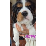 Vendita Maschietto e Femminuccia Cavalier king Genova - Foto n. 4