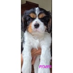 Vendita Maschietto e Femminuccia Cavalier king Genova - Foto n. 5