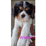 Vendita Maschietto e Femminuccia Cavalier king Genova - Foto n. 6