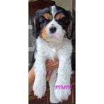Vendita Maschietto e Femminuccia Cavalier king Genova - Foto n. 7