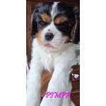 Vendita Maschietto e Femminuccia Cavalier king Genova - Foto n. 8