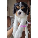 Vendita Maschietto e Femminuccia Cavalier king Genova - Foto n. 9