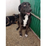 🐶 Altra Razza femmina di 6 anni e 9 mesi in adozione a Cirò Marina (KR) e in tutta Italia da associazione animali