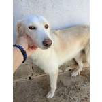 🐶 Altra Razza femmina di 6 anni e 3 mesi in adozione a Cirò Marina (KR) e in tutta Italia da associazione animali