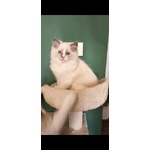 Cucciola Ragdoll - Foto n. 1