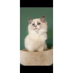 Cucciola Ragdoll - Foto n. 2
