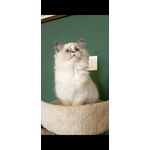 Cucciola Ragdoll - Foto n. 3