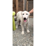 🐶 Altra Razza femmina in adozione a Cirò Marina (KR) e in tutta Italia da associazione animali