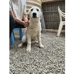🐶 Altra Razza femmina di 4 mesi in adozione a Cirò Marina (KR) e in tutta Italia da associazione animali