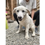 🐶 Altra Razza femmina in adozione a Cirò Marina (KR) e in tutta Italia da associazione animali