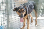 🐶 Altra Razza femmina di 3 anni e 9 mesi in adozione a Chioggia (VE) e in tutta Italia da associazione animali