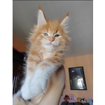 Disponibili Dolcissimi Cuccioli - Foto n. 2