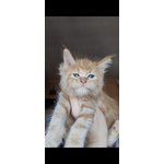 Disponibili Dolcissimi Cuccioli - Foto n. 3