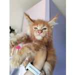 Disponibili Dolcissimi Cuccioli - Foto n. 4