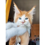 Disponibili Dolcissimi Cuccioli - Foto n. 5