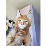 Disponibili Dolcissimi Cuccioli - Foto n. 6