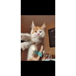 Disponibili Dolcissimi Cuccioli - Foto n. 7