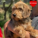 🐶 Bassotto maschio di 5 anni in adozione a Latina (LT) e in tutta Italia da associazione animali