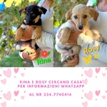 Rina e rosy Dolci Cucciole Cercano Casa - Foto n. 1