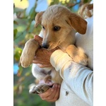 Rina e rosy Dolci Cucciole Cercano Casa - Foto n. 4