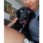 🐶 Altra Razza femmina in adozione a Milano (MI) e in tutta Italia da privato