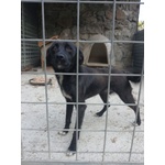 Rosy Piccola Cagnolina di Nessuno!brava - Foto n. 4