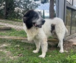 Hulk 4anni cane Pastore ama le Carezze - Foto n. 1