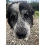 Hulk 4anni cane Pastore ama le Carezze - Foto n. 2