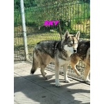 Sky ed Alpha Meravigliosi Husky - Foto n. 2