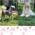 Sorelline 4 anni Cercano casa - Chinese Crested Dog! - Foto n. 1