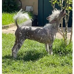 Sorelline 4 anni Cercano casa - Chinese Crested Dog! - Foto n. 2