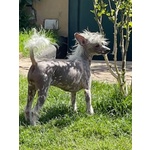 Sorelline 4 anni Cercano casa - Chinese Crested Dog! - Foto n. 3