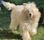 Sorelline 4 anni Cercano casa - Chinese Crested Dog! - Foto n. 5