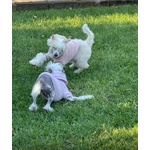 Sorelline 4 anni Cercano casa - Chinese Crested Dog! - Foto n. 6