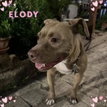 Elody Dolce ed Affettuosa Cerca casa - 2 Anni - Foto n. 1