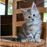 🐱 Maine Coon femmina di 8 settimane (cucciolo) in vendita a Fano (PU) e in tutta Italia da privato