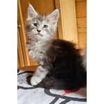 Meravigliose Cucciole di Maine Coon - Foto n. 3