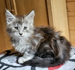 Meravigliose Cucciole di Maine Coon - Foto n. 4