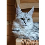 Meravigliose Cucciole di Maine Coon - Foto n. 5