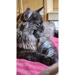 Meravigliose Cucciole di Maine Coon - Foto n. 8