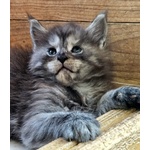 Cucciolo di Maine coon alta Genealogia - Foto n. 1