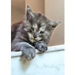 Cucciolo di Maine coon alta Genealogia - Foto n. 2
