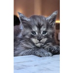 Cucciolo di Maine coon alta Genealogia - Foto n. 3