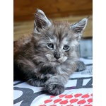 Cucciolo di Maine coon alta Genealogia - Foto n. 4