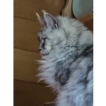 Cucciolo di Maine coon alta Genealogia - Foto n. 5